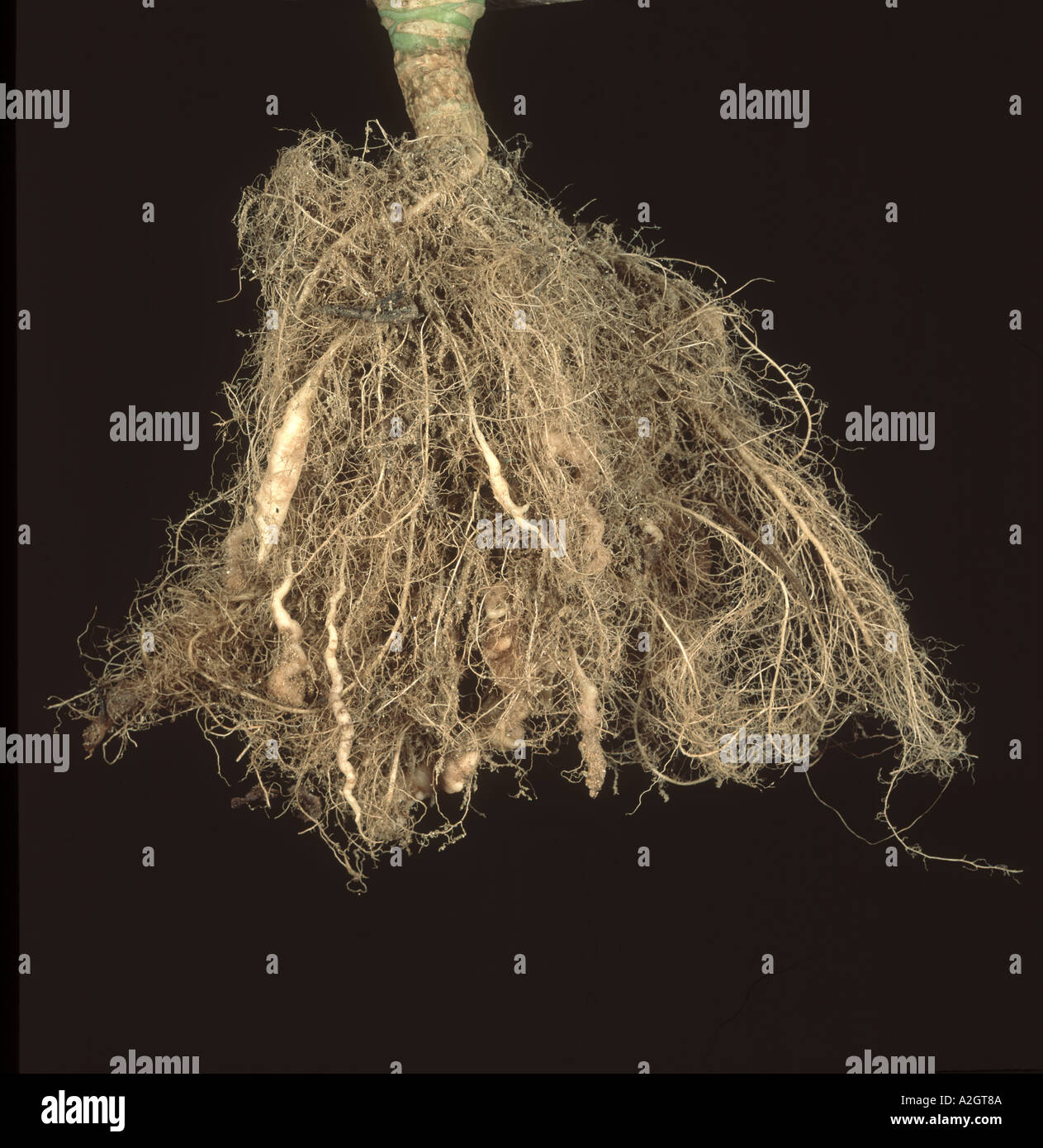 Clubroot Plasmodiophora brassicae on cabbage root Portugal Stock Photo