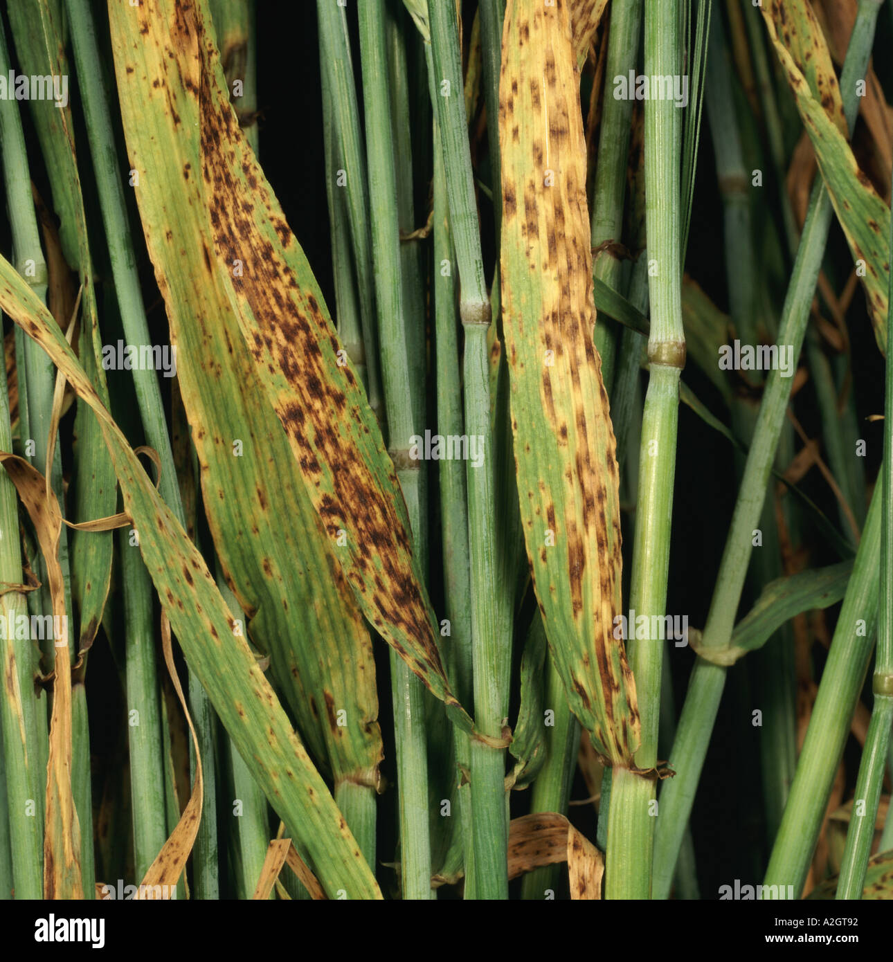 Barley spot Ramularia collo cygni on Barley leaves Hordeum vulgare Stock Photo