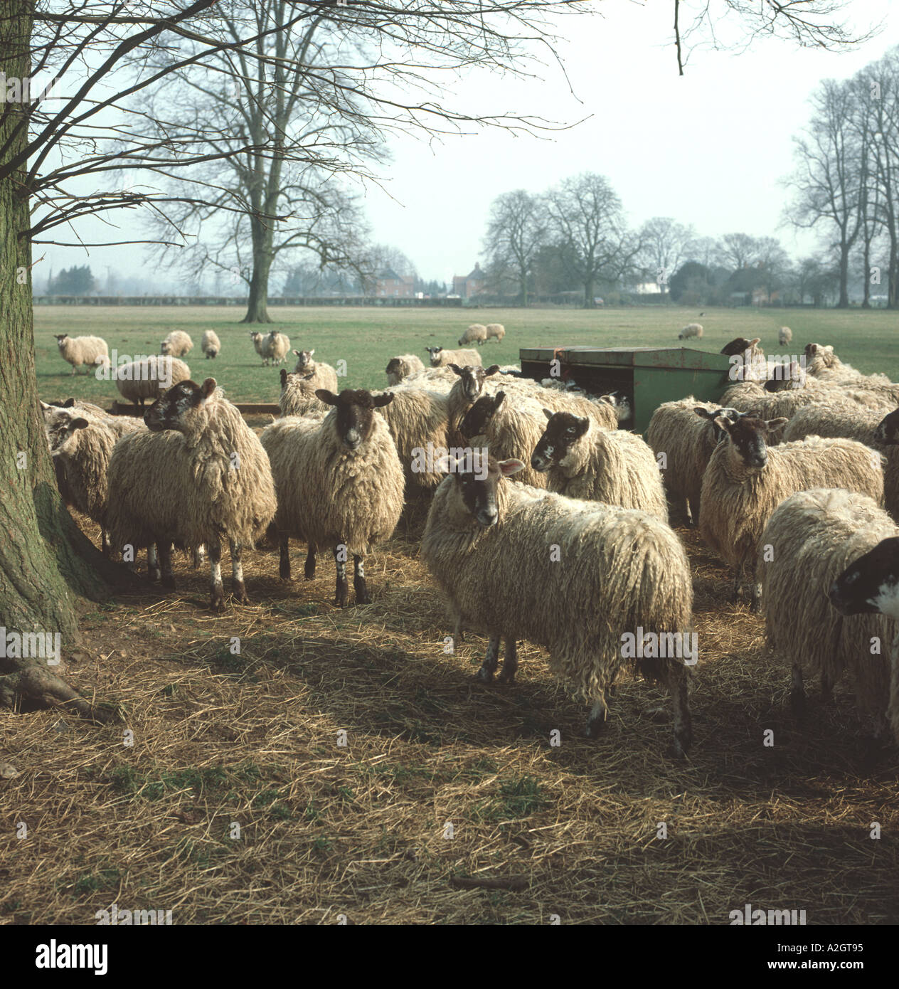 Sheep Hay Feeder Stock Photos Sheep Hay Feeder Stock Images Alamy