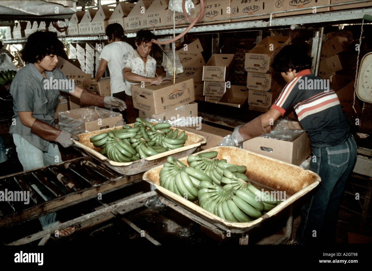 Workers packing bananas for dispatch from a plantation in Mindanao in