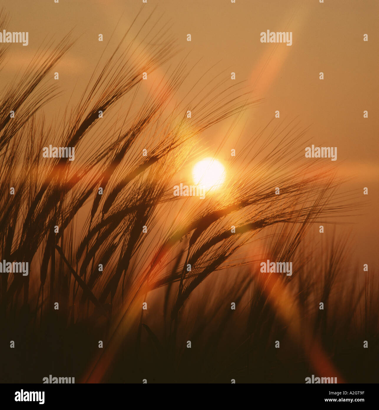 Barley ears and awns silouetted against the red setting sun in early summer Stock Photo