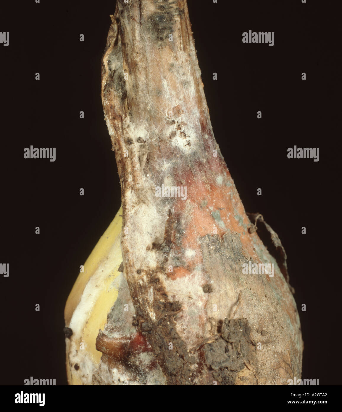 White rot Sclerotinia cepivorum on an onion bulb Stock Photo