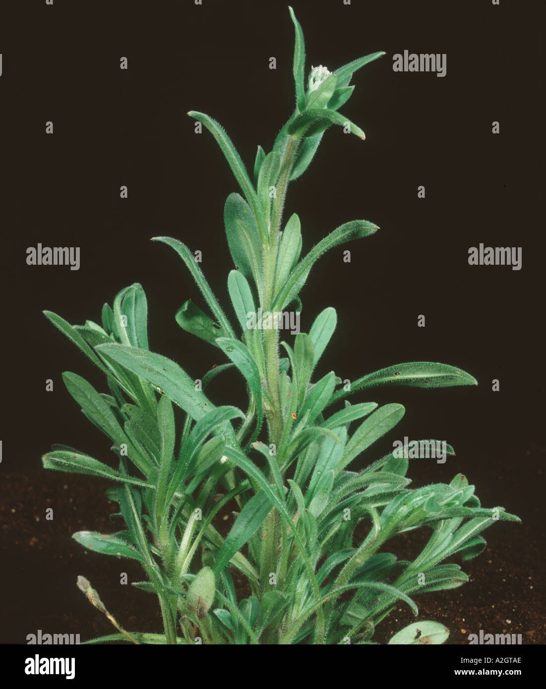 me not plant Mysotis arvensis Stock Photo Alamy