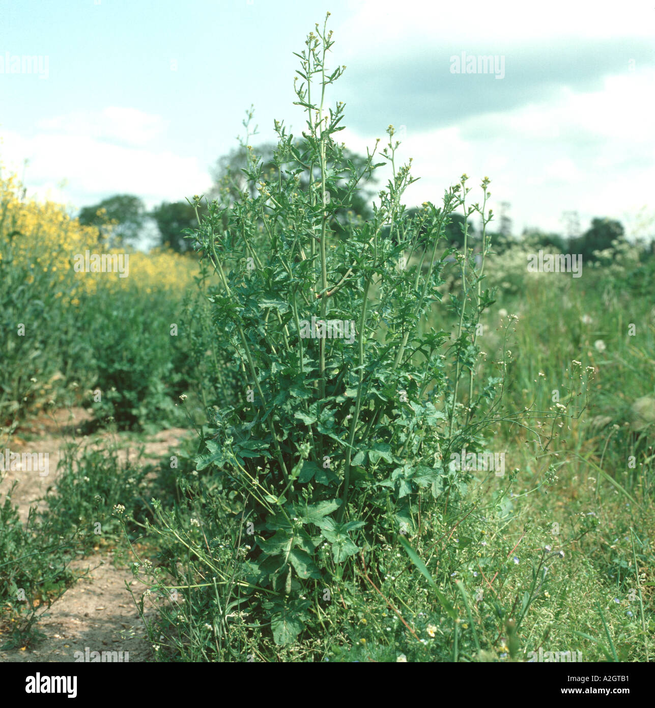 Hedge mustard Sisymbrium officinale plant in flower Stock Photo