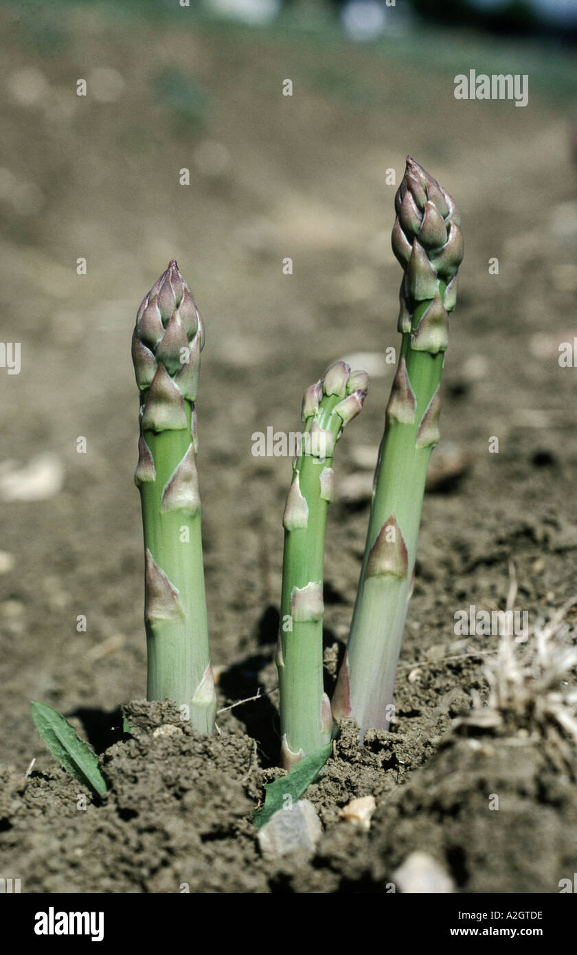 Asparagus stalks ready for harvest as they emerge from the soil Stock
