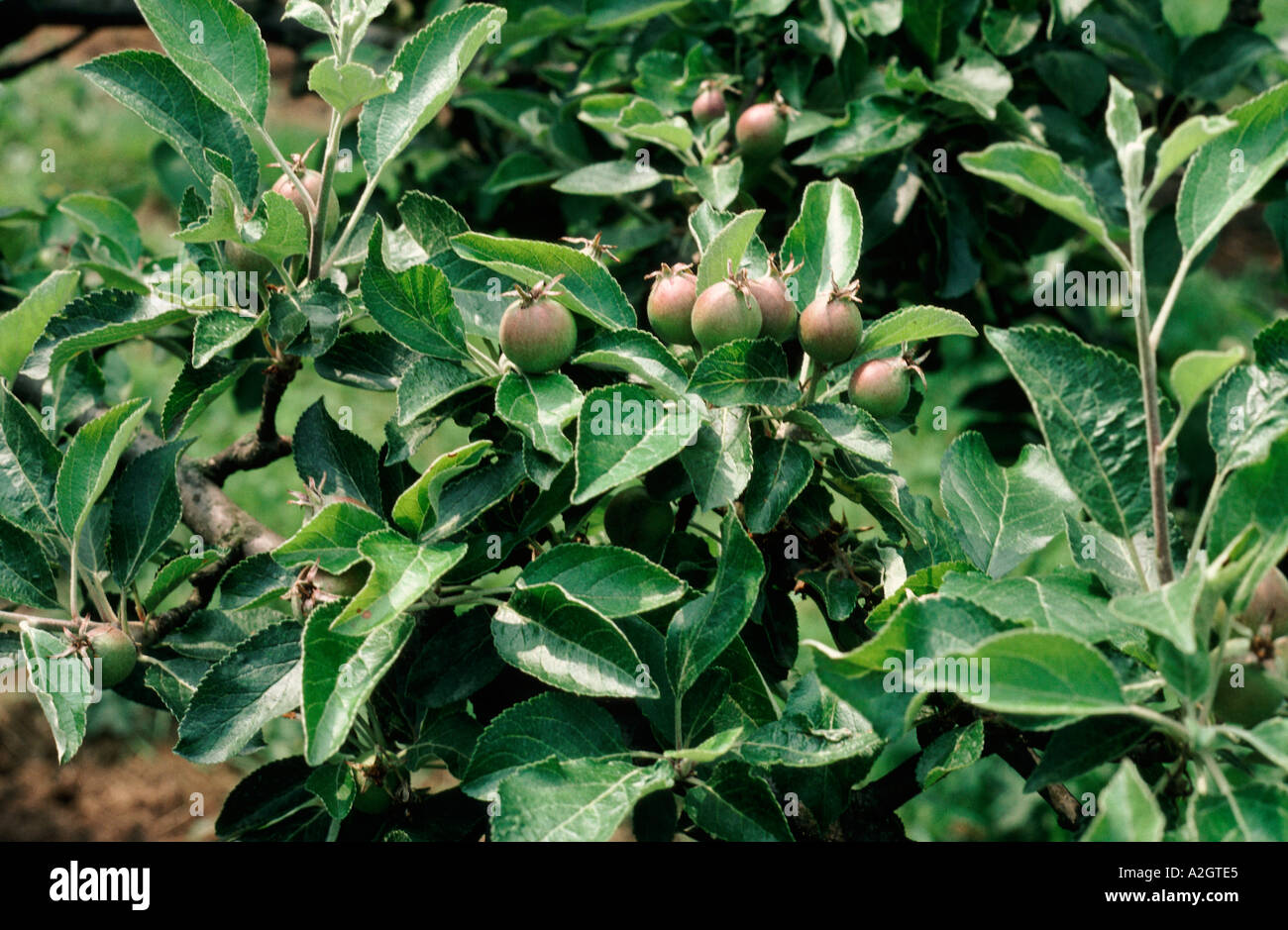Young apple fruit growing on tree in English garden Stock Photo
