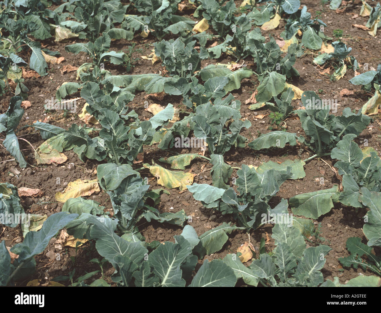 Brassica plants brussels sprouts dying because of clubroot Plasmodiophora brassicae infection on the roots Stock Photo
