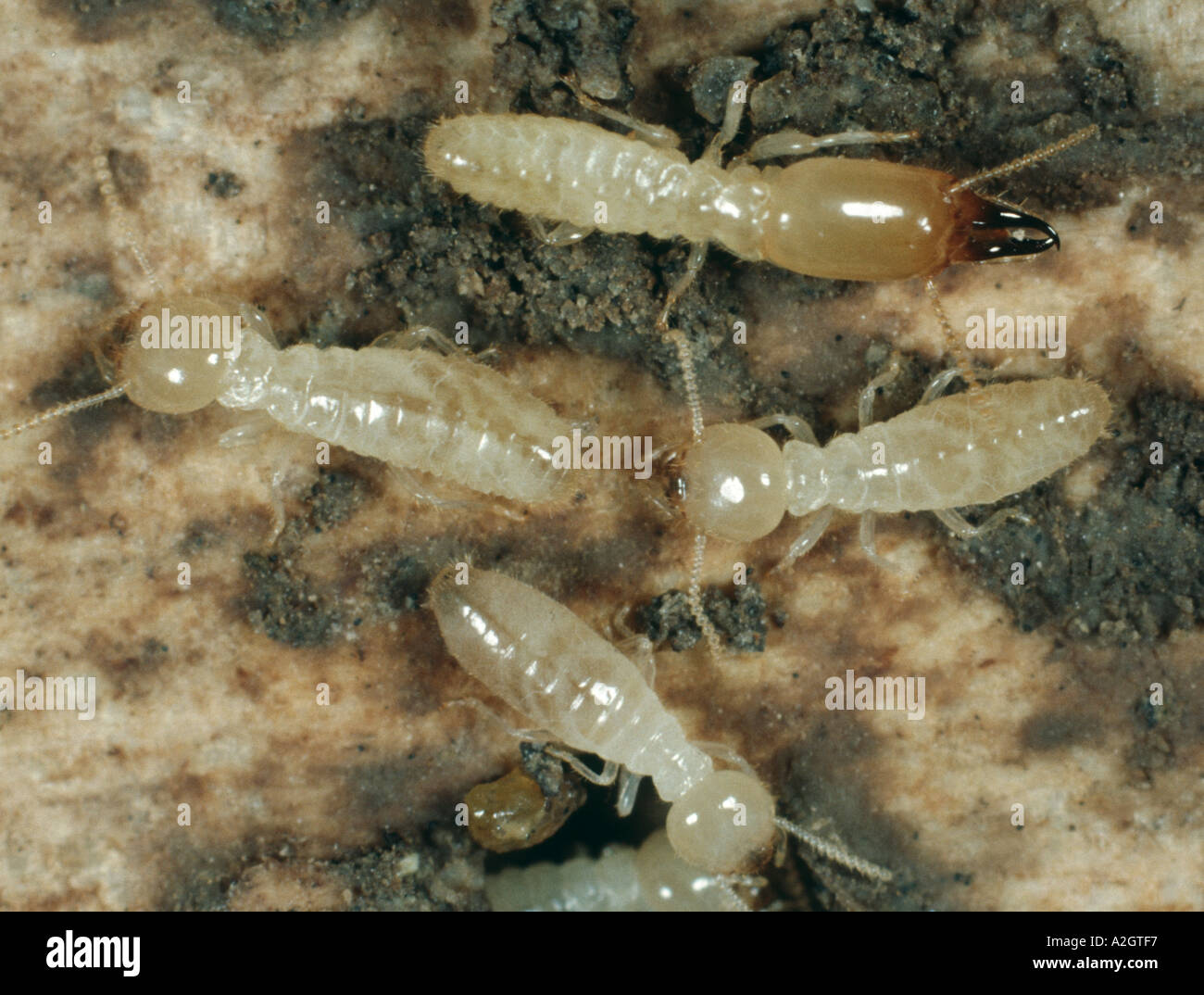 Termite workers and soldier Reticulitermes sp on rotten timber Stock Photo