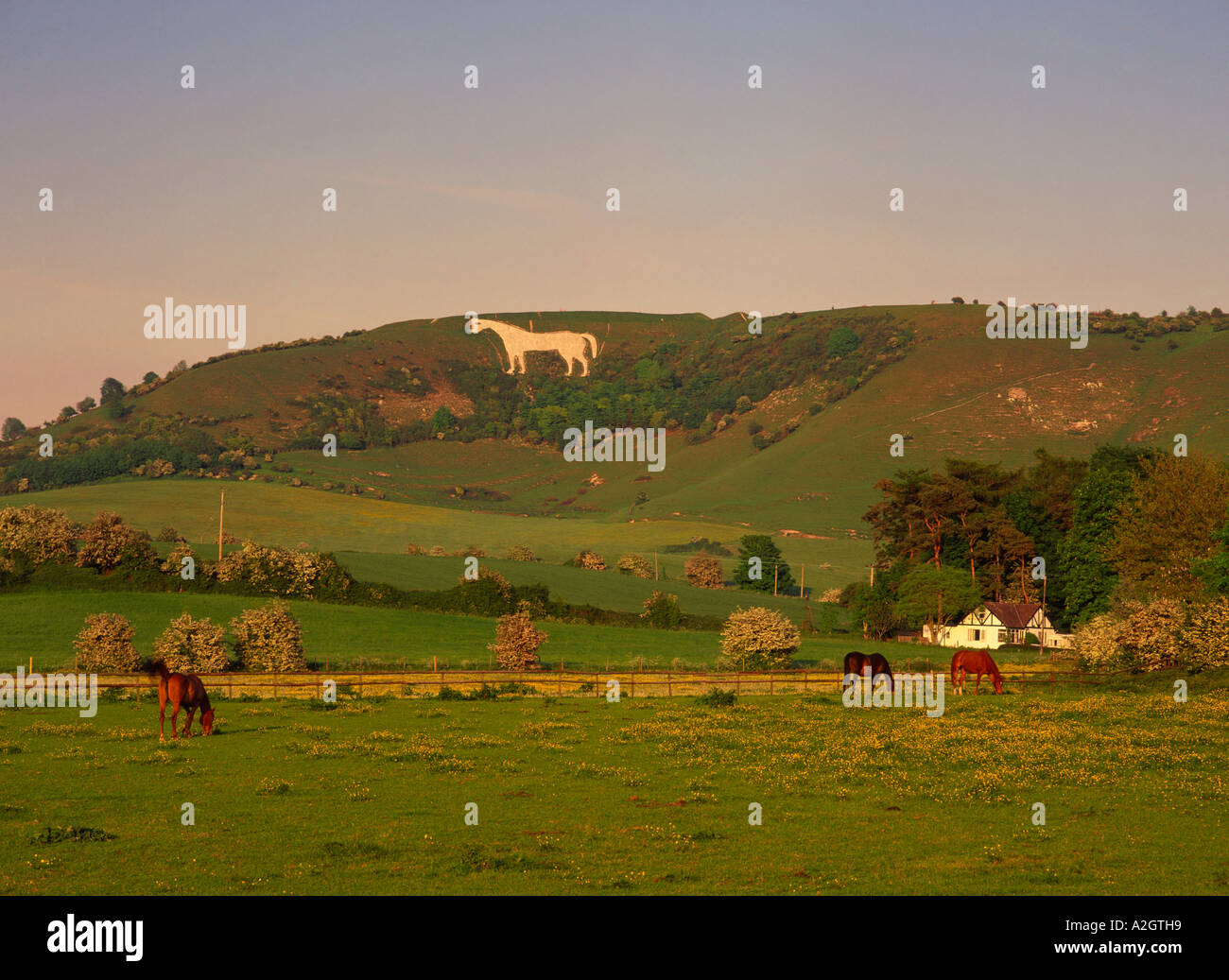 Chalk figure of white horse carved into hillside hires stock photography and images Alamy