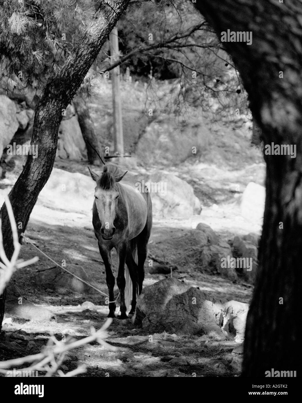 Donkey tied up in shade beneath trees Stock Photo