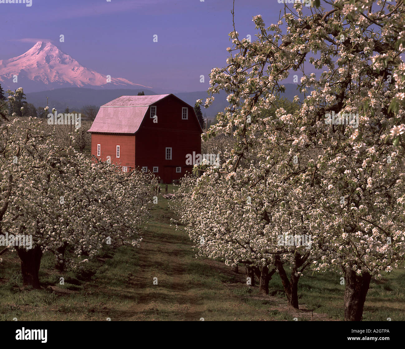 Hood River Valley spring time blossoms around the Red Barn with Mt Hood on its south flank. Stock Photo