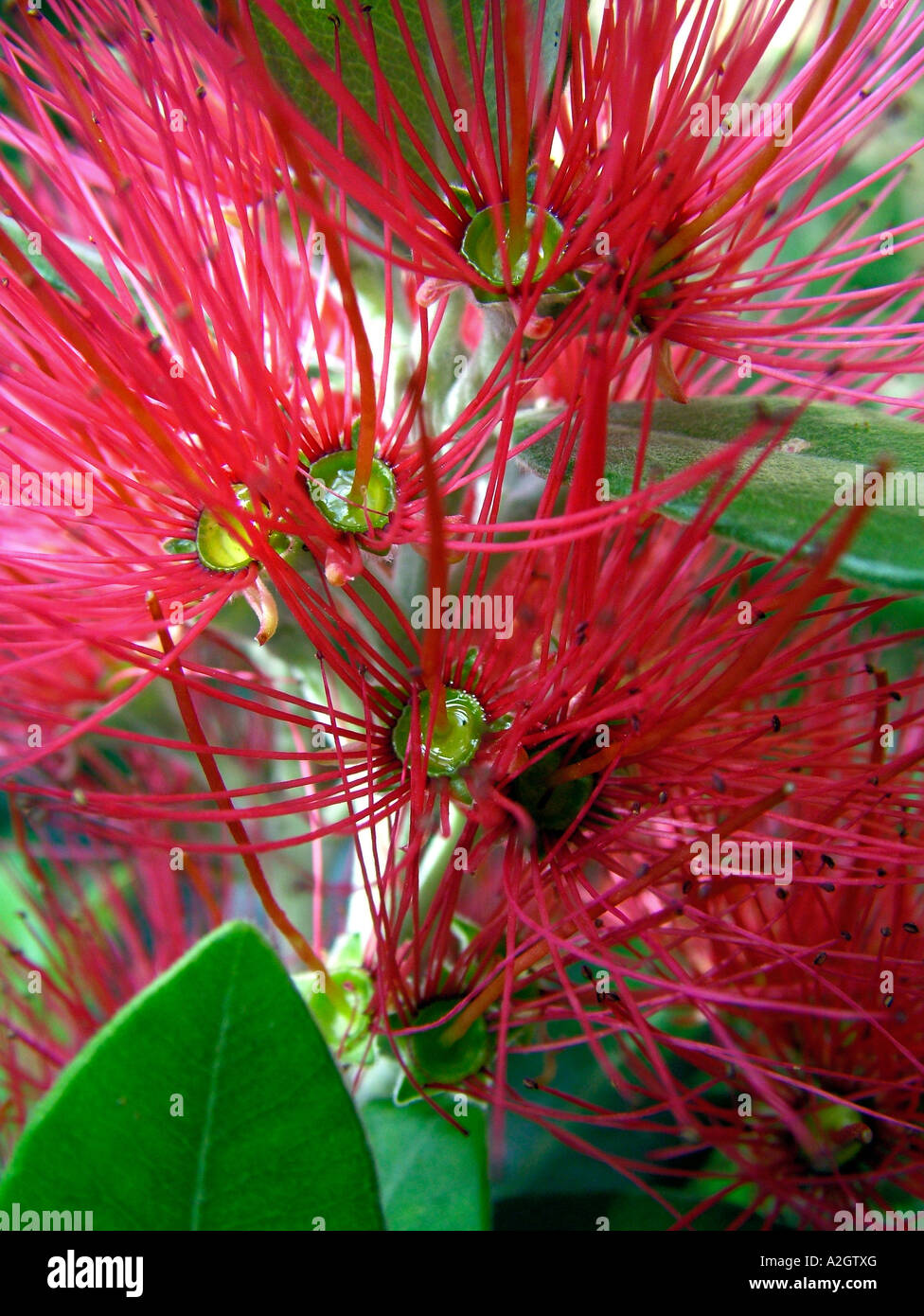 Kawa Blossoms on Red Kawa Blossoms on Red
