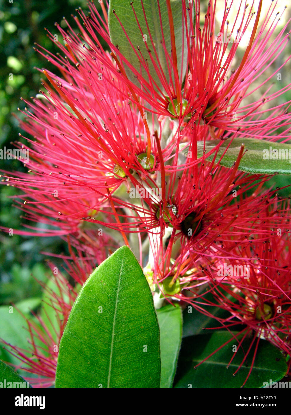 Kawa Blossoms on Red Kawa Blossoms on Red