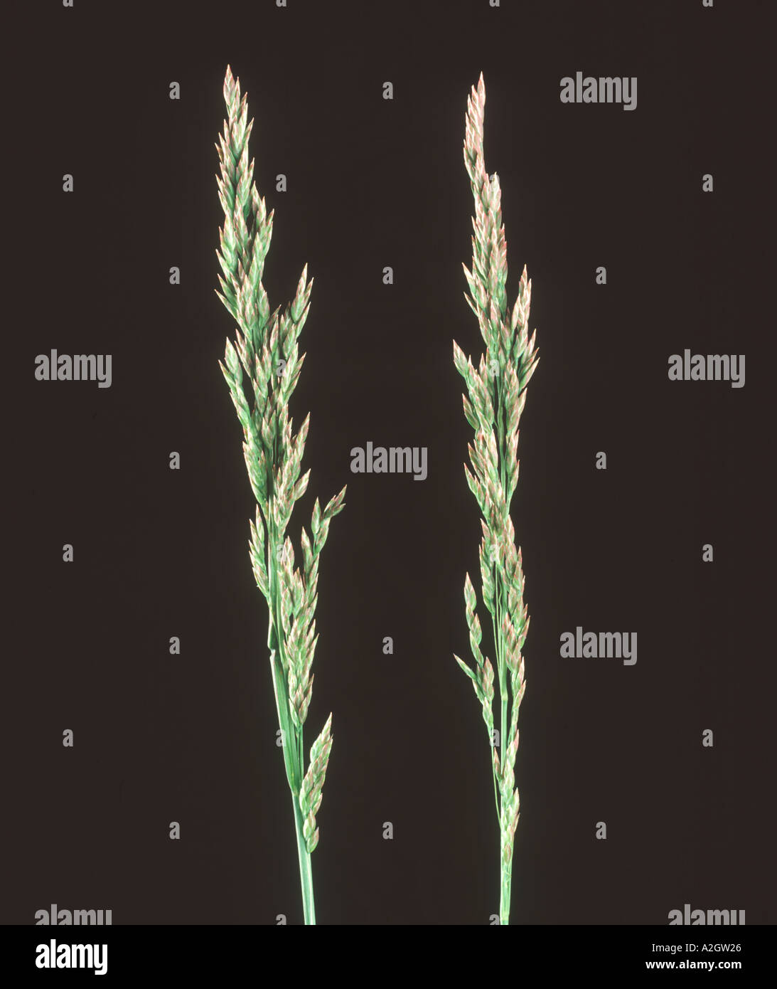 Unopened flower spikes of smooth meadow grass Poa pratensis Stock Photo