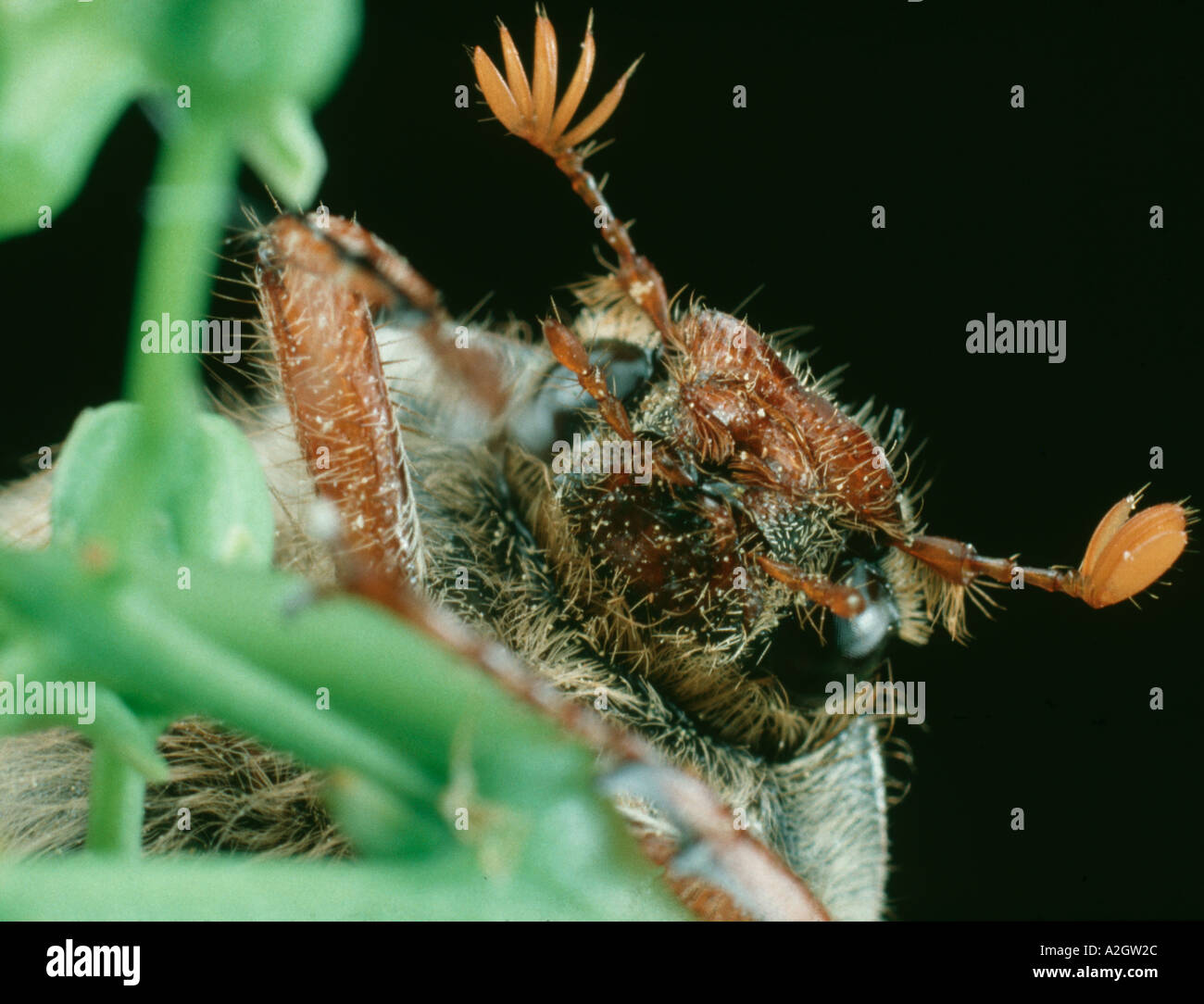 The antennae and head of an adult cockchafer Melolontha melolontha Stock Photo