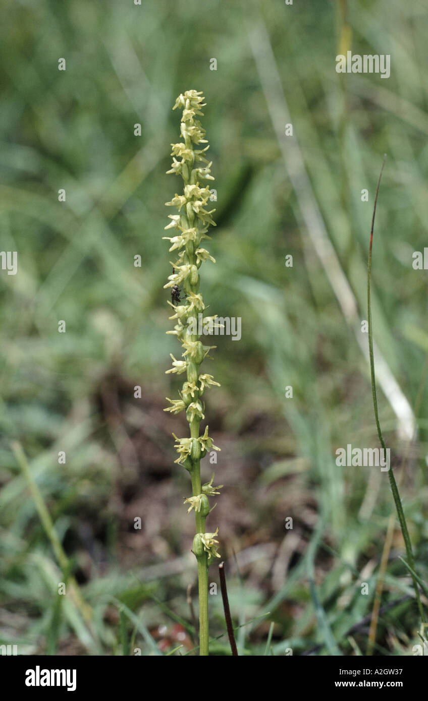 Musk orchid flower spike Herminium monorchis Stock Photo