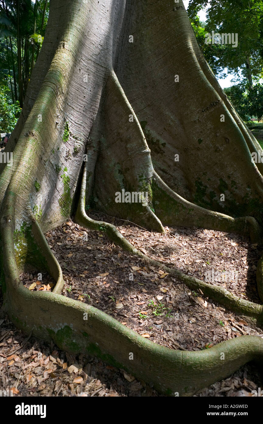 Kapok Tree Ceiba Penlandra Singapore Botanic Gardens Native of Africa