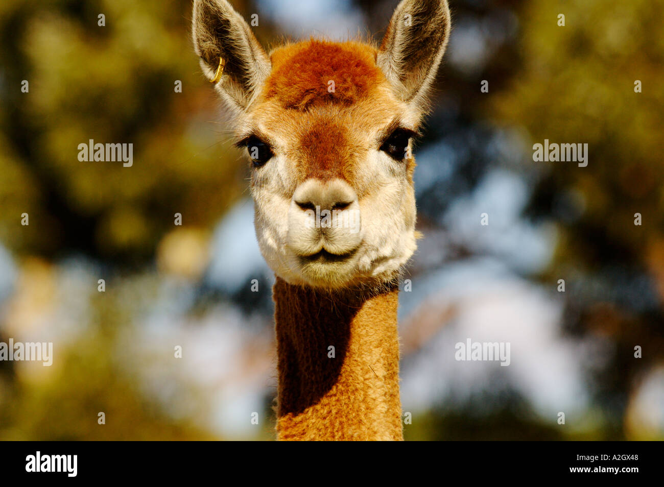 South Australia, Alpaca in farm Stock Photo - Alamy