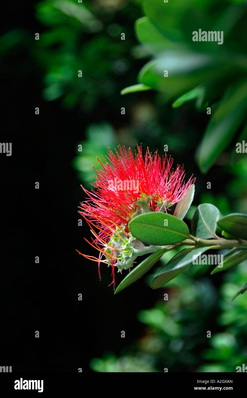 Kawa Blossoms on Red Kawa Blossoms on Red
