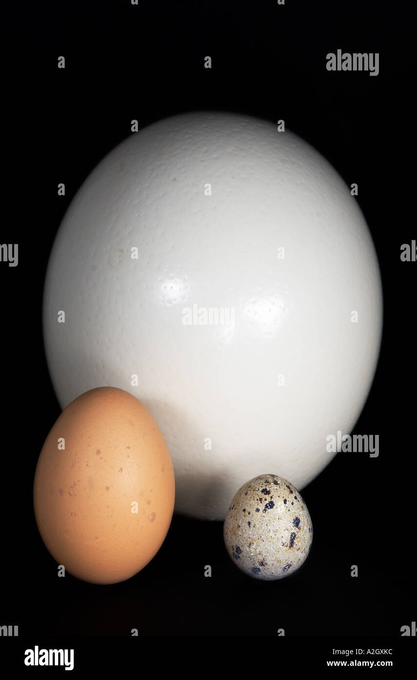 Ostrich chicken and quail eggs against a black background Stock Photo