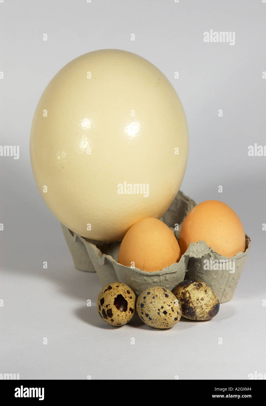 Ostrich chicken and quail eggs Stock Photo
