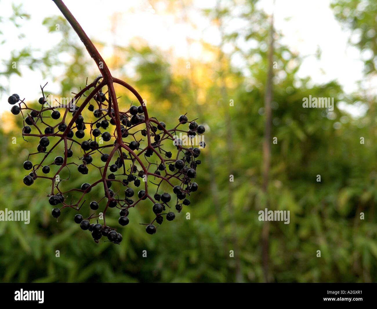 European black elder Sambucus nigra fruits Stock Photo Alamy
