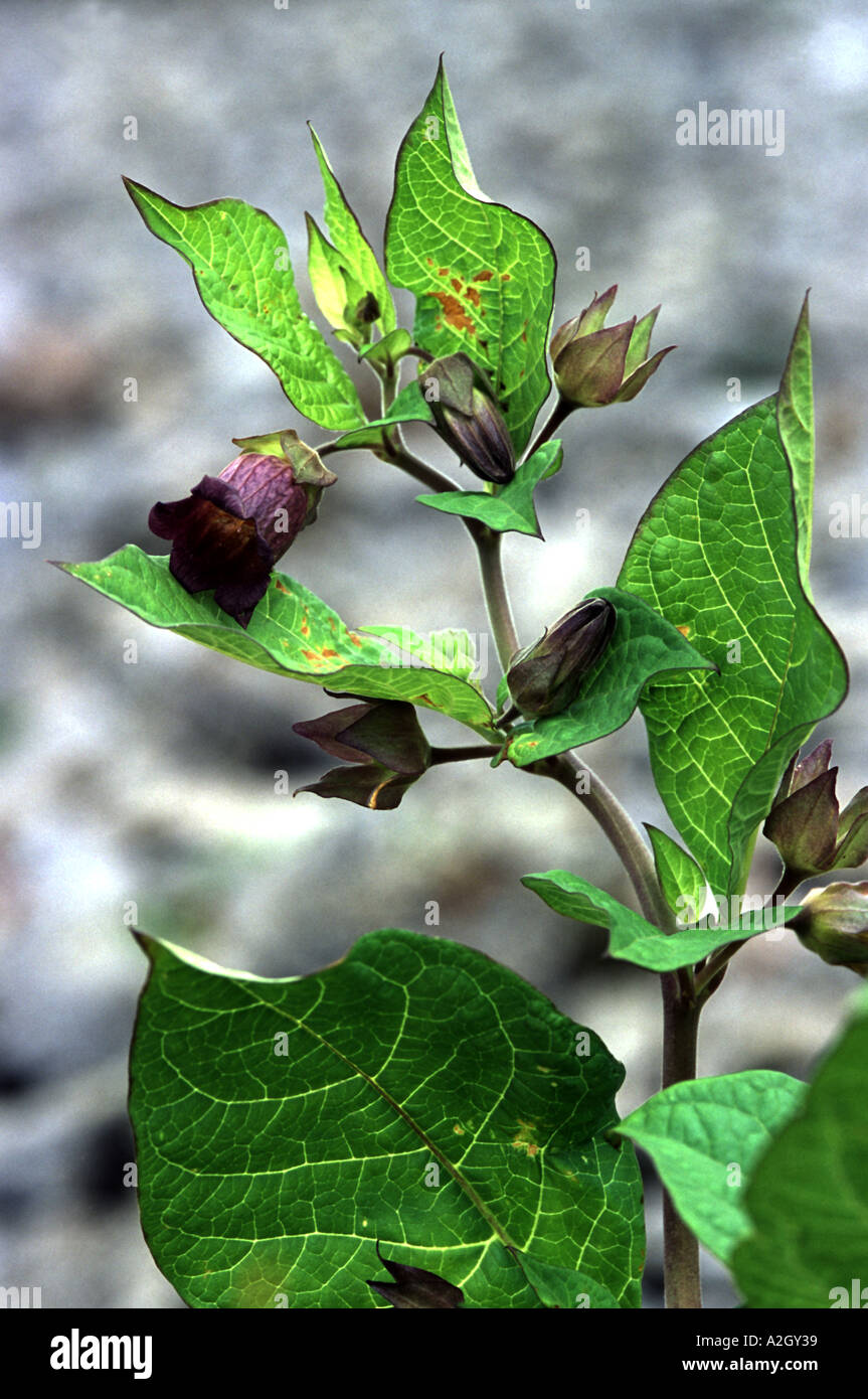Deadly nightshade Atropa belladonna Stock Photo