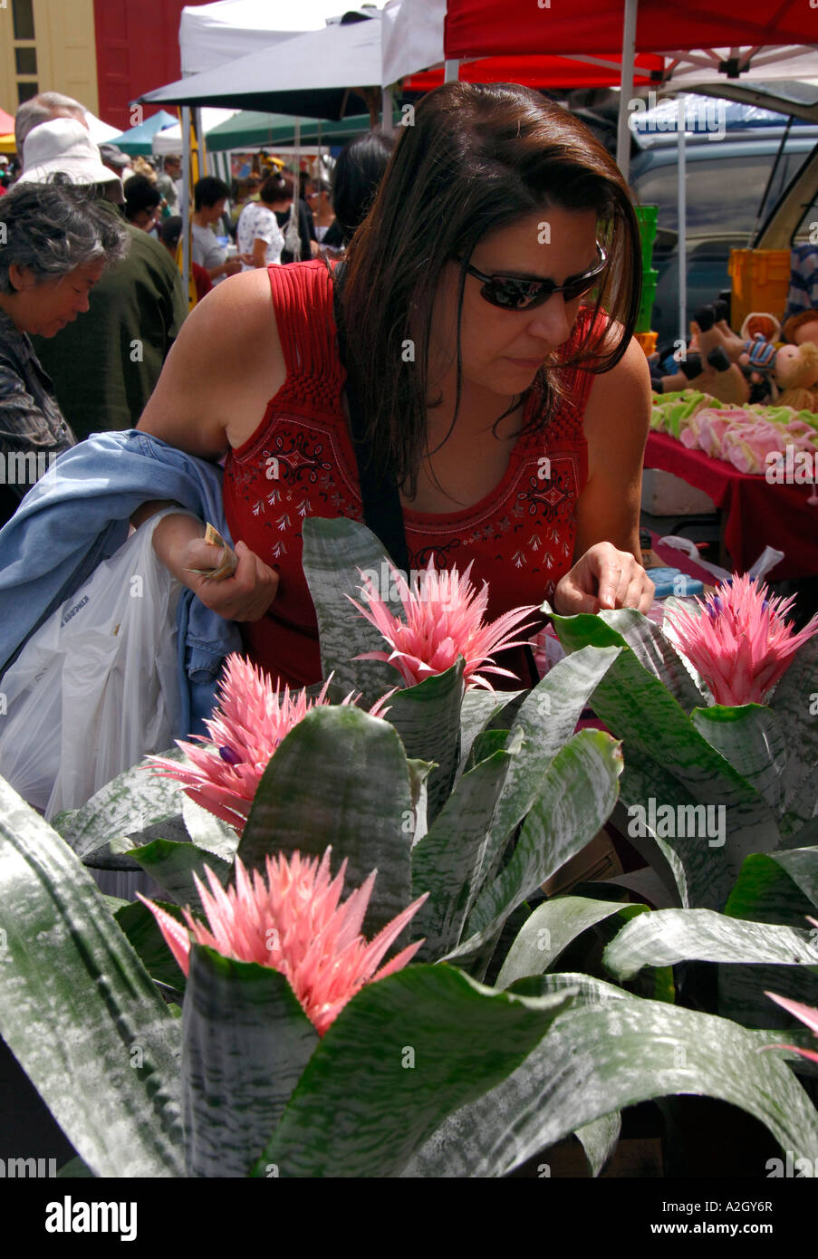 Woman buying pink tropical bromeliad plants, Takapuna Sunday street