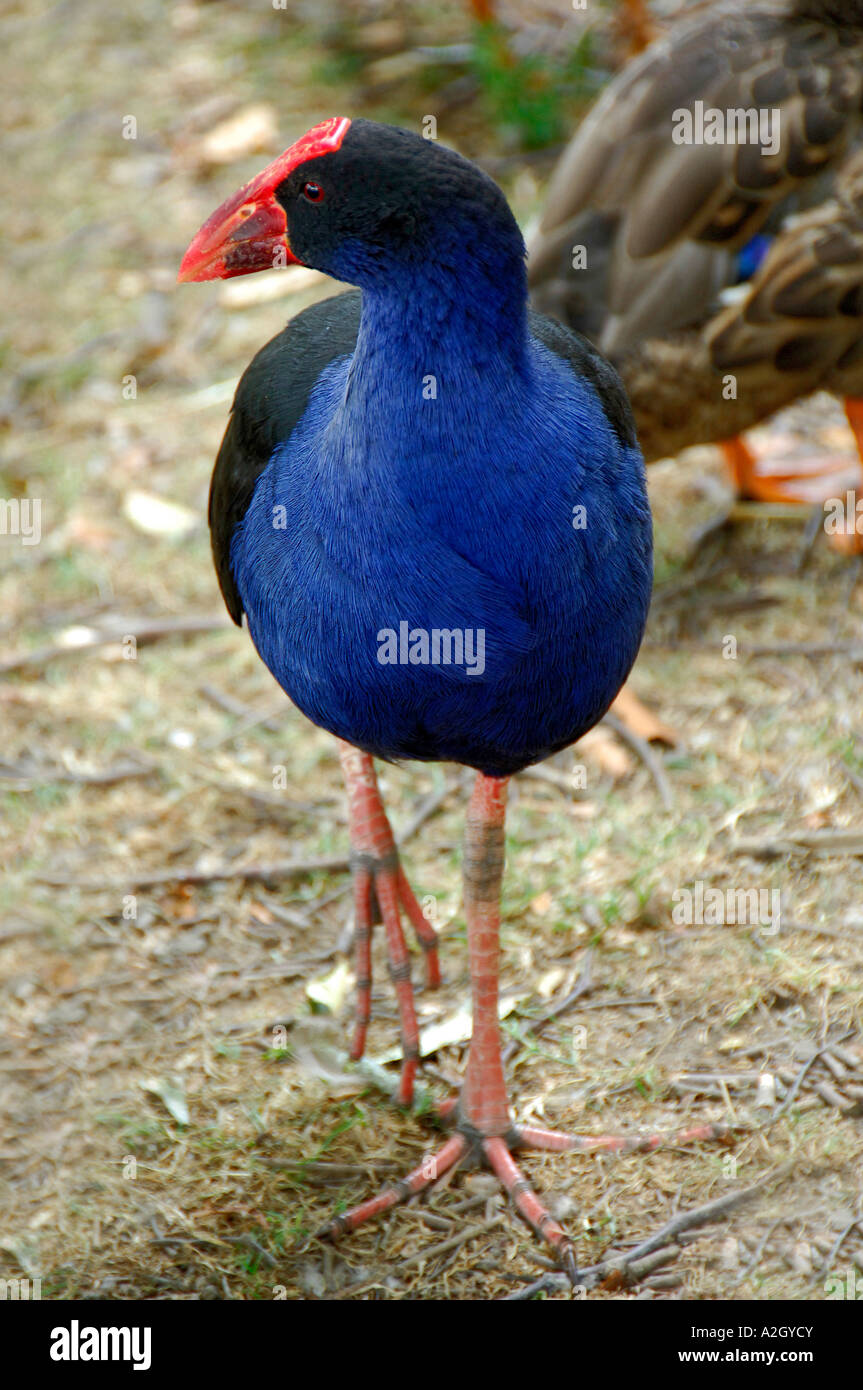 Native New Zealand pukeko bird, also known as Purple Swamp Hen. Stock Photo