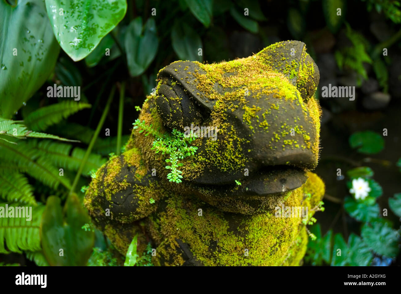 Indonesia Bali Ubud Ladybamboo Villa stone frog at small garden pond