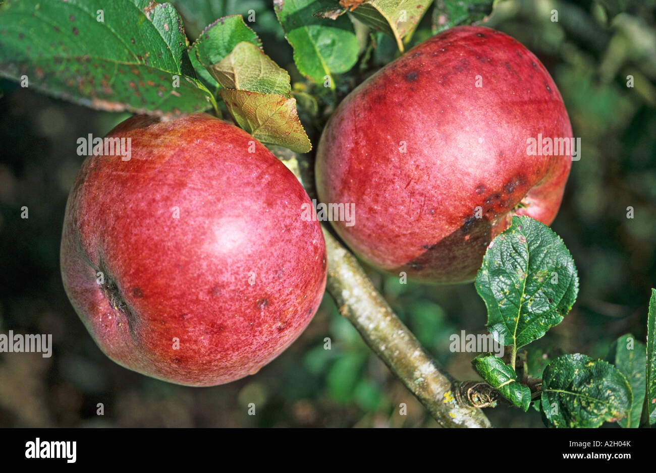 Two ripe cooking apples 'Howgate Wonder' on the tree in a Wiltshire garden in October UK EU Stock Photo