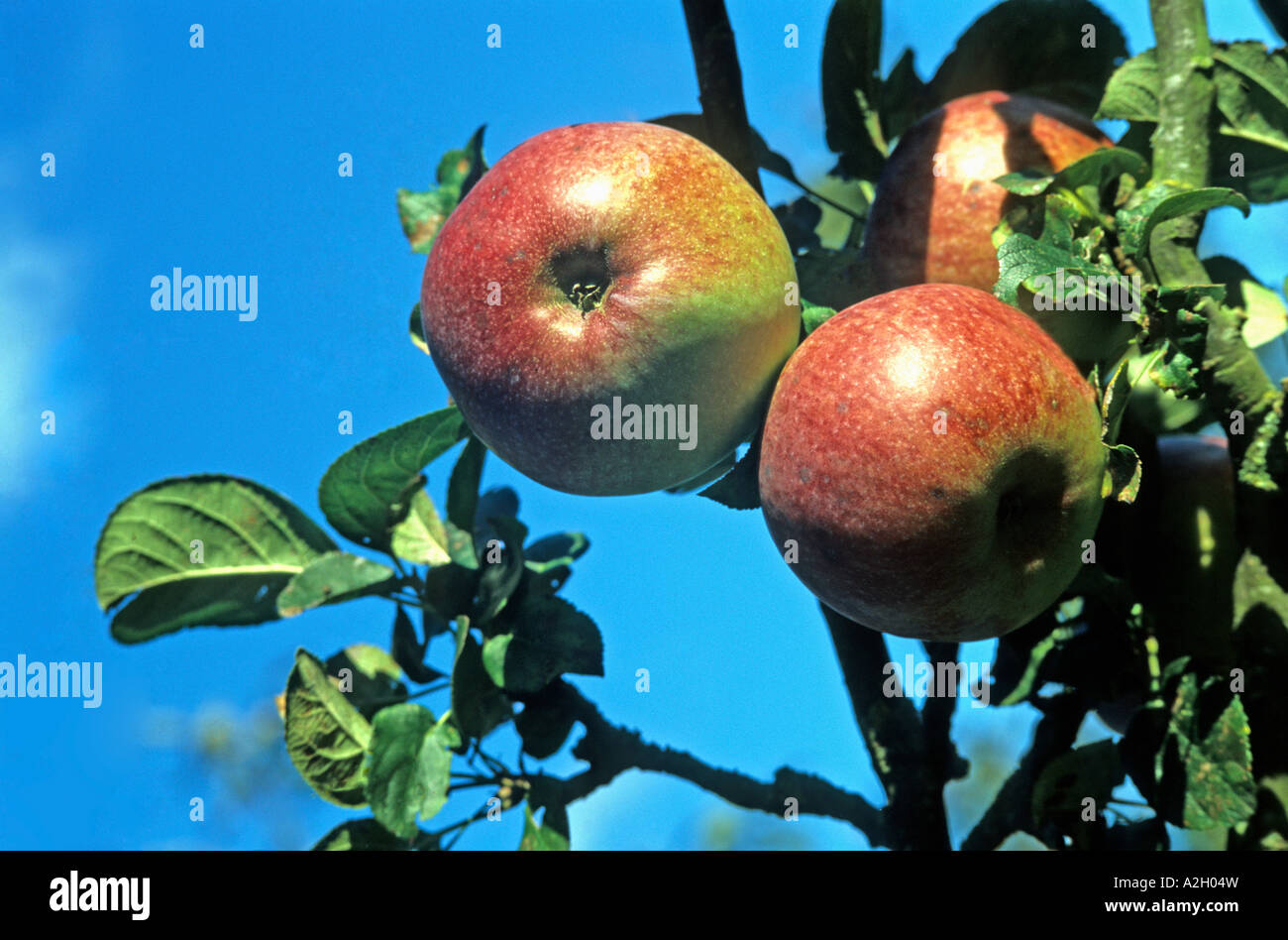 Cooking apples "Howgate Wonder" fruit on the tree in September Wiltshire UK EU Stock Photo