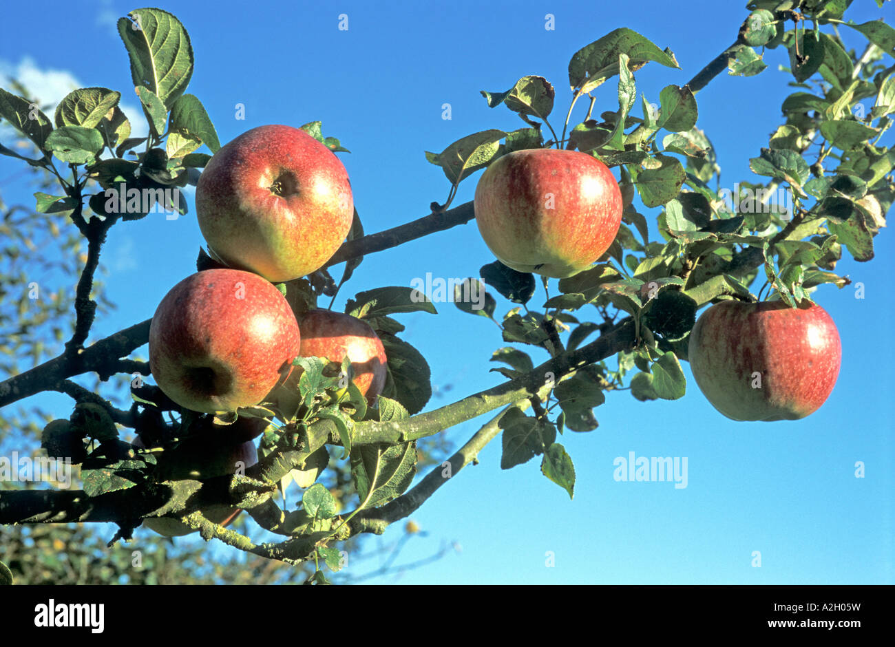 Cooking apples 'Howgate Wonder' fruit on the tree in September Wiltshire UK EU Stock Photo