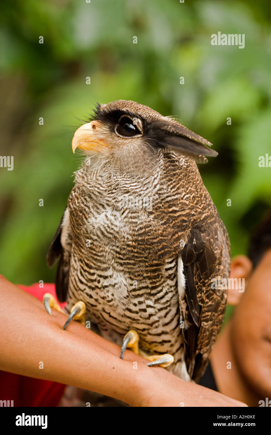 Malay barred Eagle owl at Kuala Lumpur, Malaysia Stock Photo