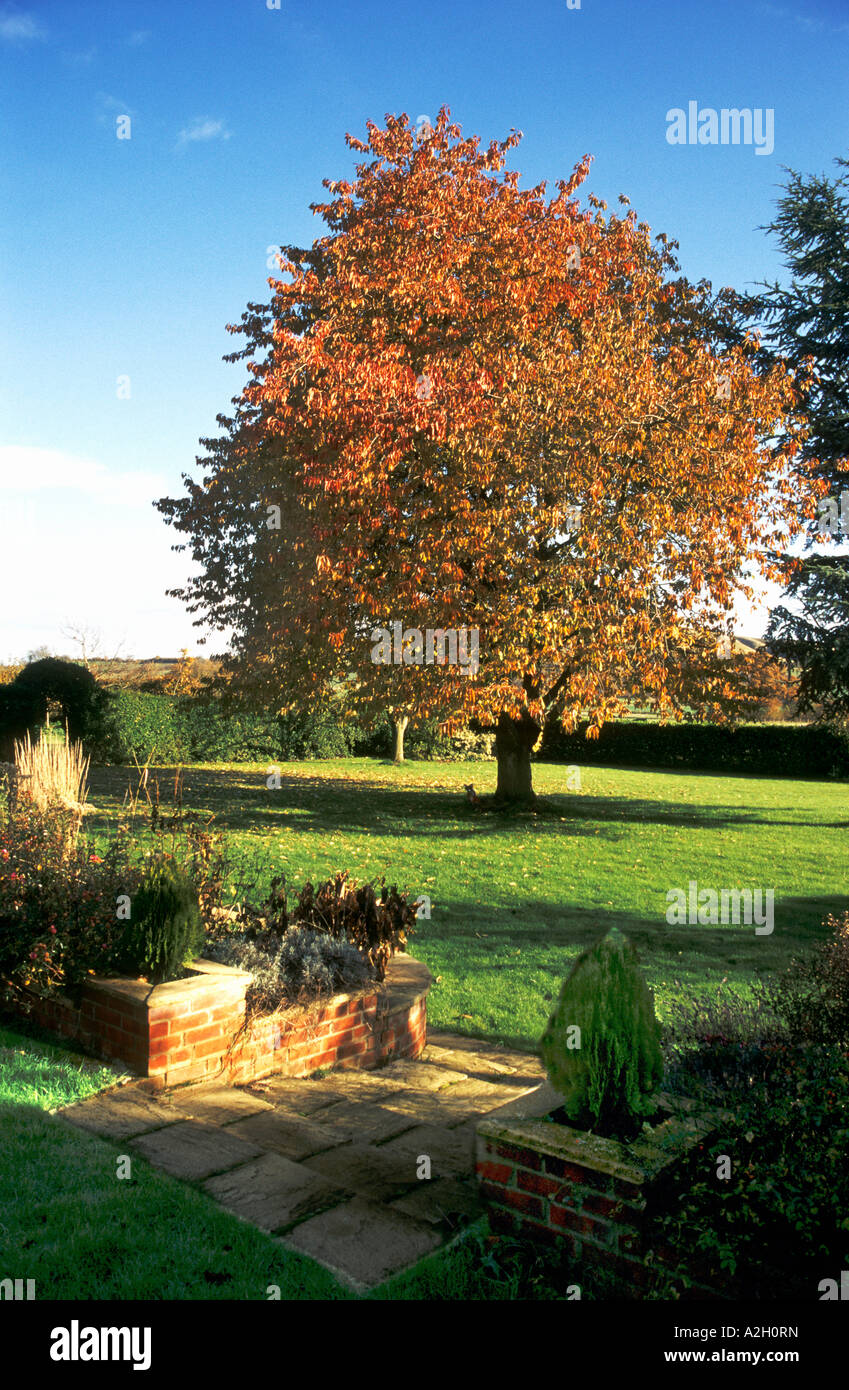 Wild cherry tree prunus avium in autumn colours Bromham Wiltshire England UK EU Stock Photo