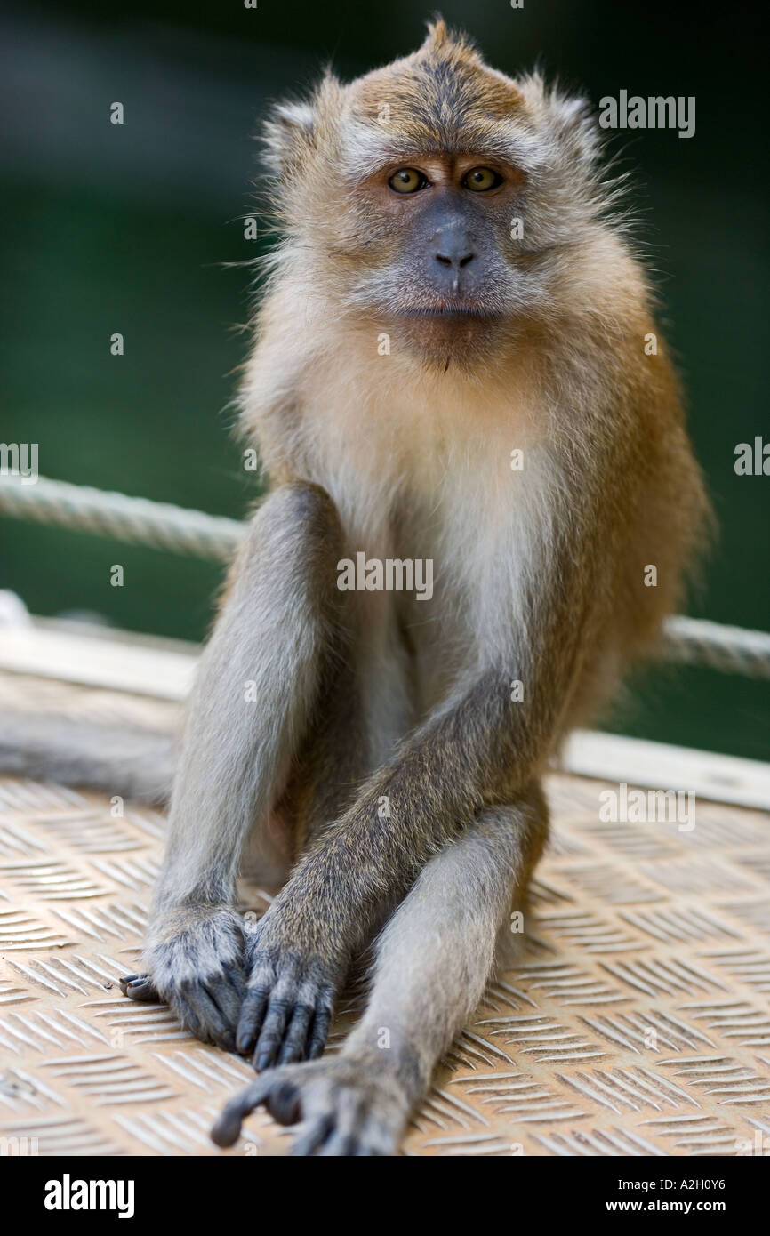 Wild monkey at Langkawi island in Malaysia Stock Photo Alamy