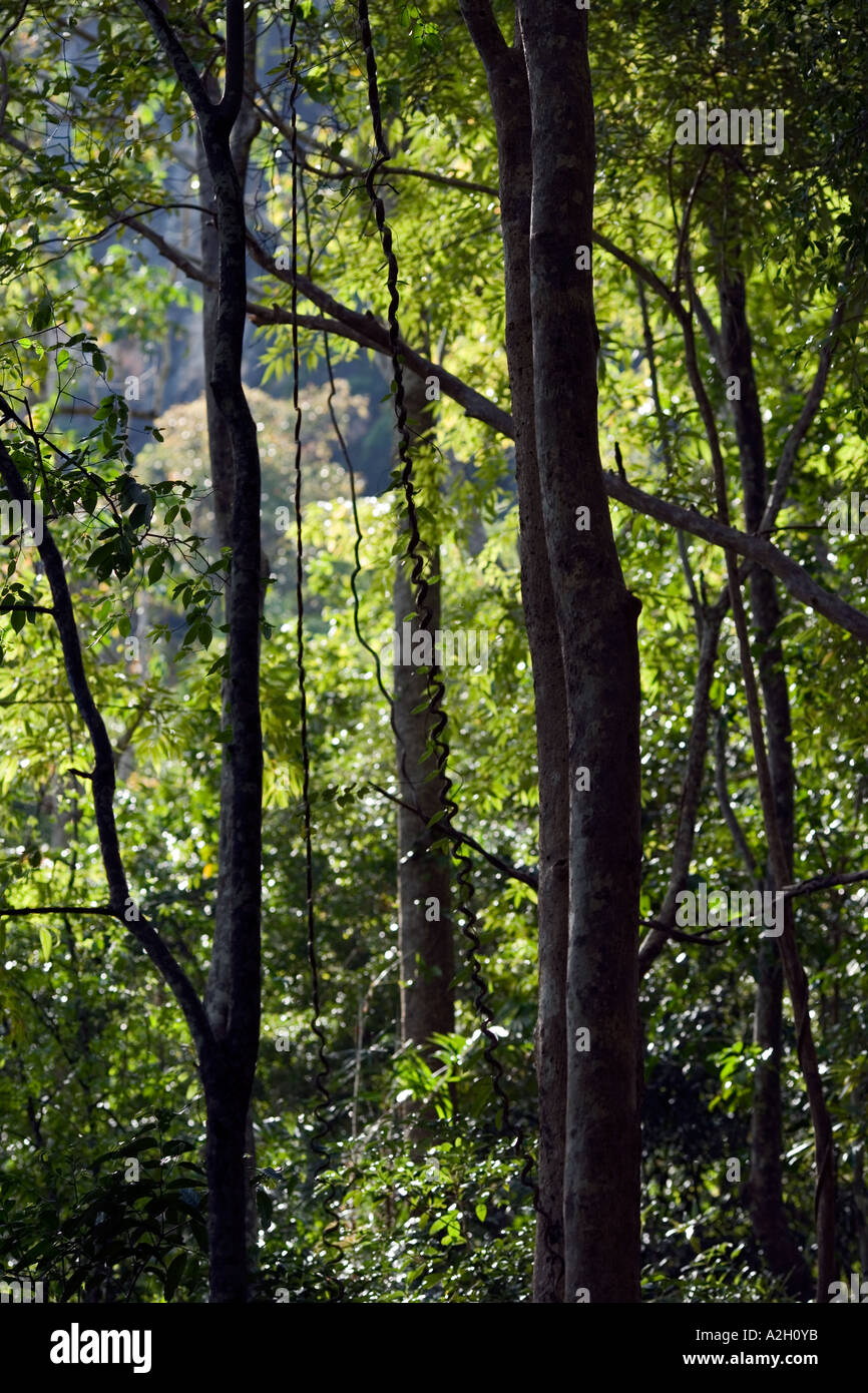 Tropical rain forest in malaysia hi-res stock photography and images ...