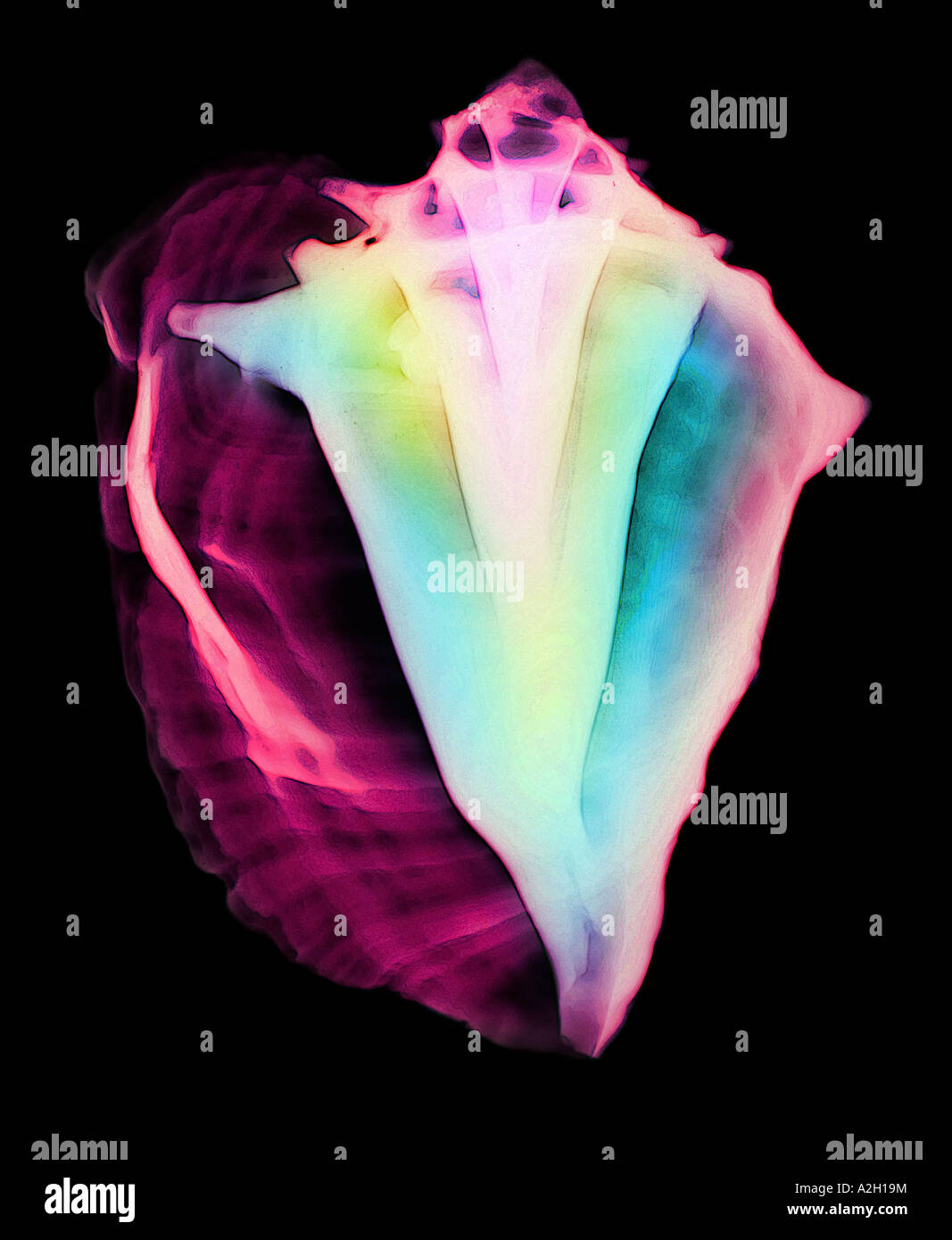 colorized xray of conch shell Stock Photo - Alamy