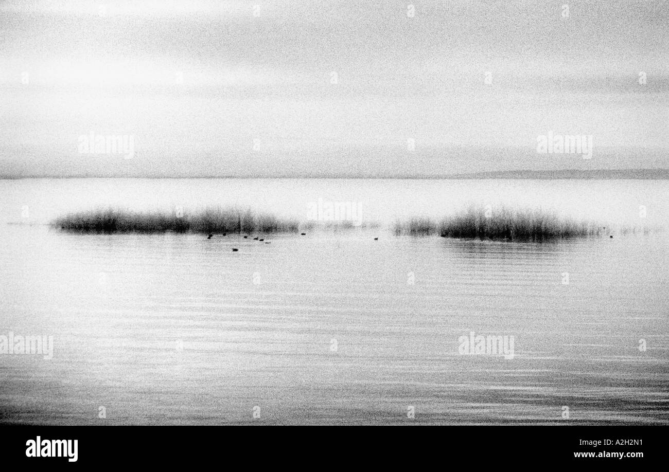 Ducks feed along reeds in a lake This black and white infrared image has an impressionistic feeling Stock Photo