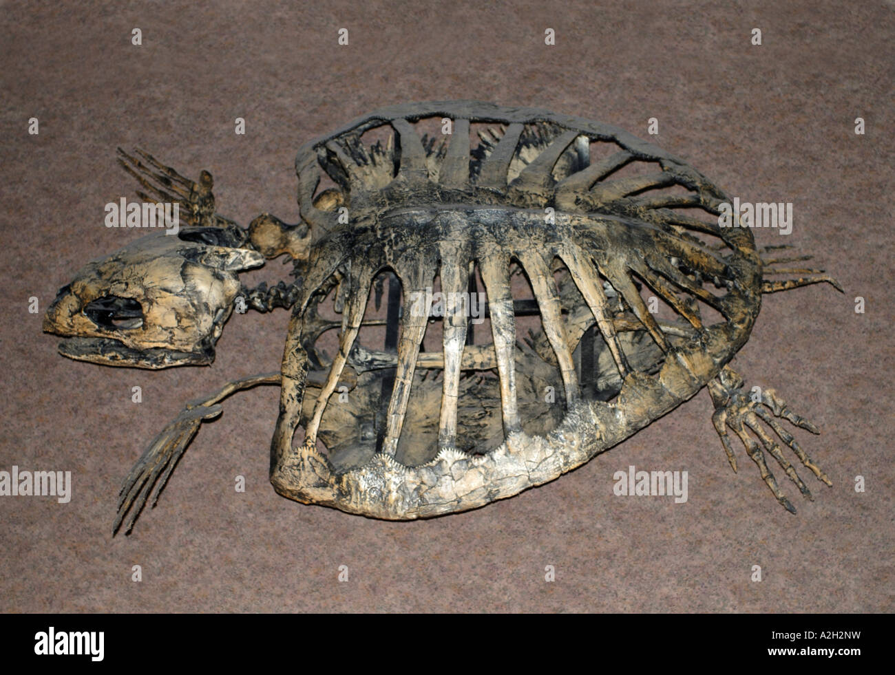 model of Protostega fossil turtle Stock Photo