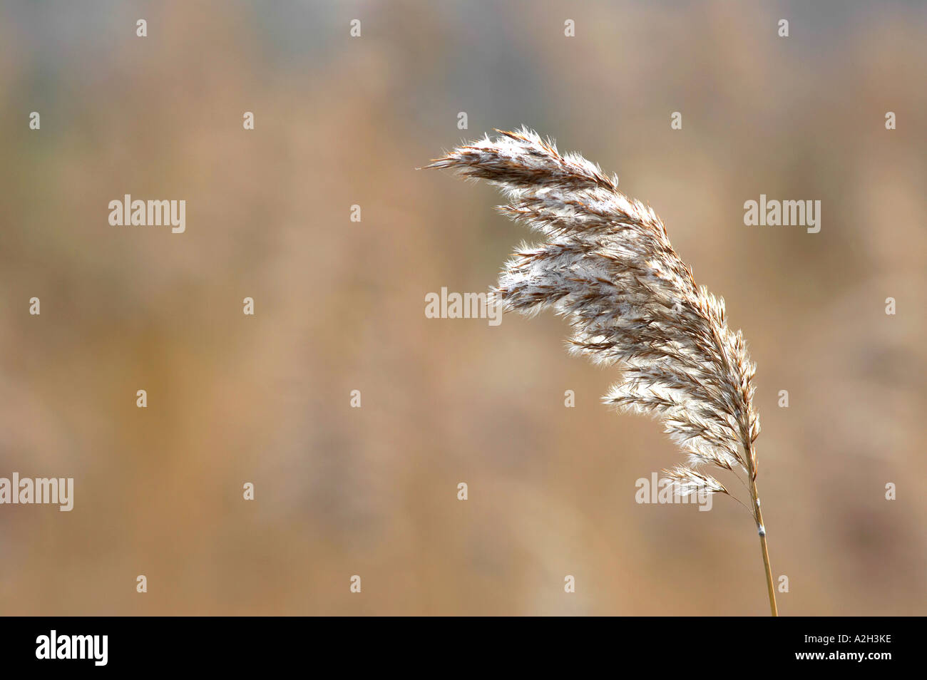 Reed rush bed hi-res stock photography and images - Alamy