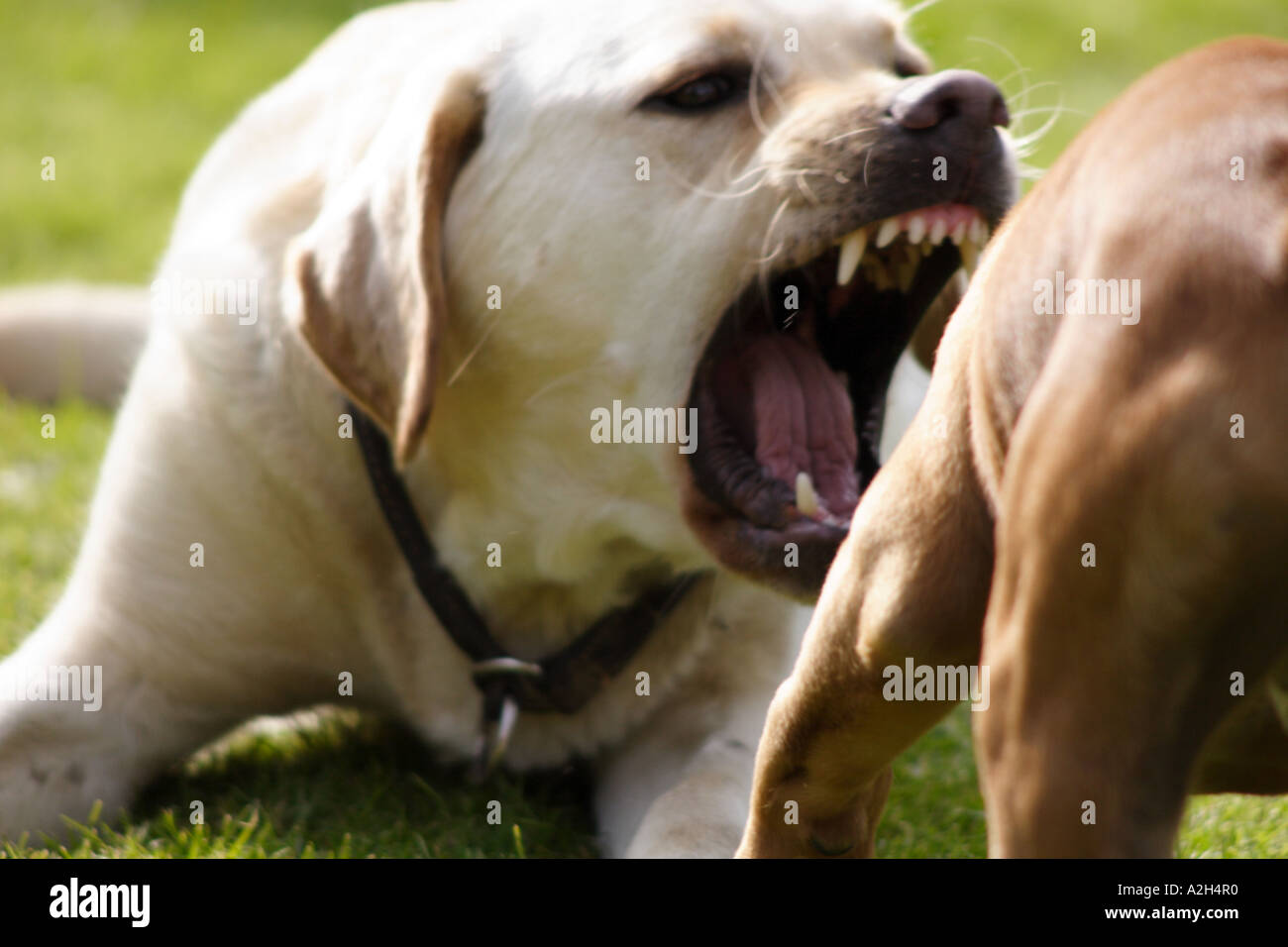 are labrador aggressive