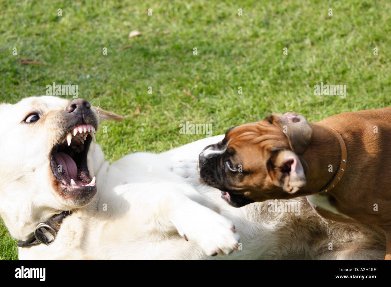 Labrador adult and Boxer puppy play fighting on grass Stock Photo Alamy