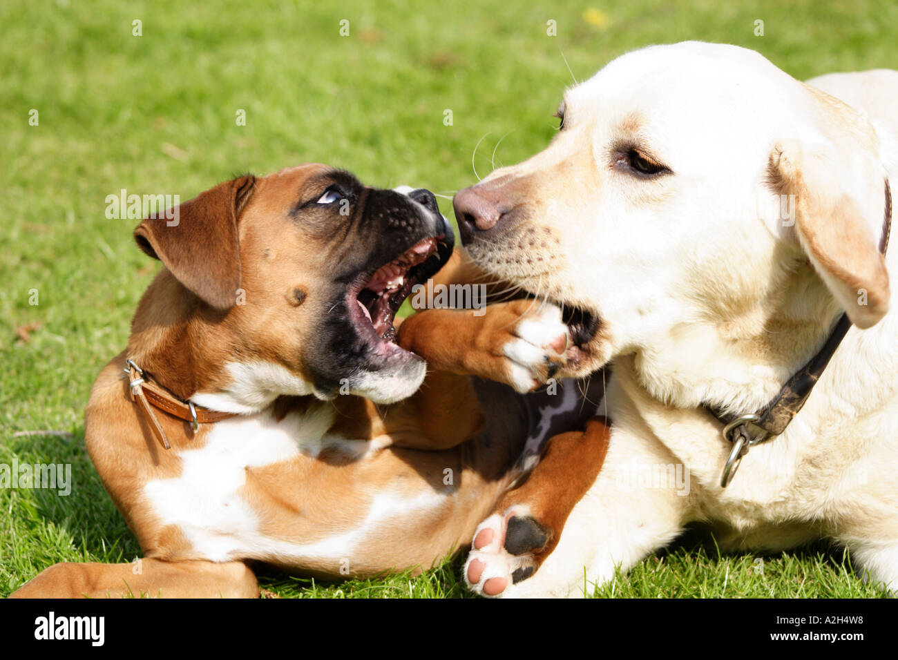 Boxer dog fight hires stock photography and images Alamy