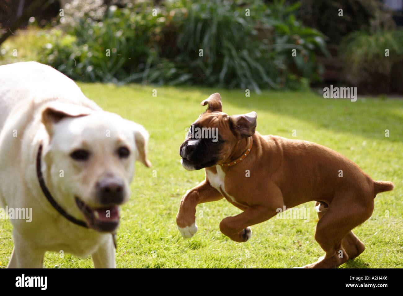 Adult Labrador and Boxer puppy playing on grass, UK Stock Photo Alamy