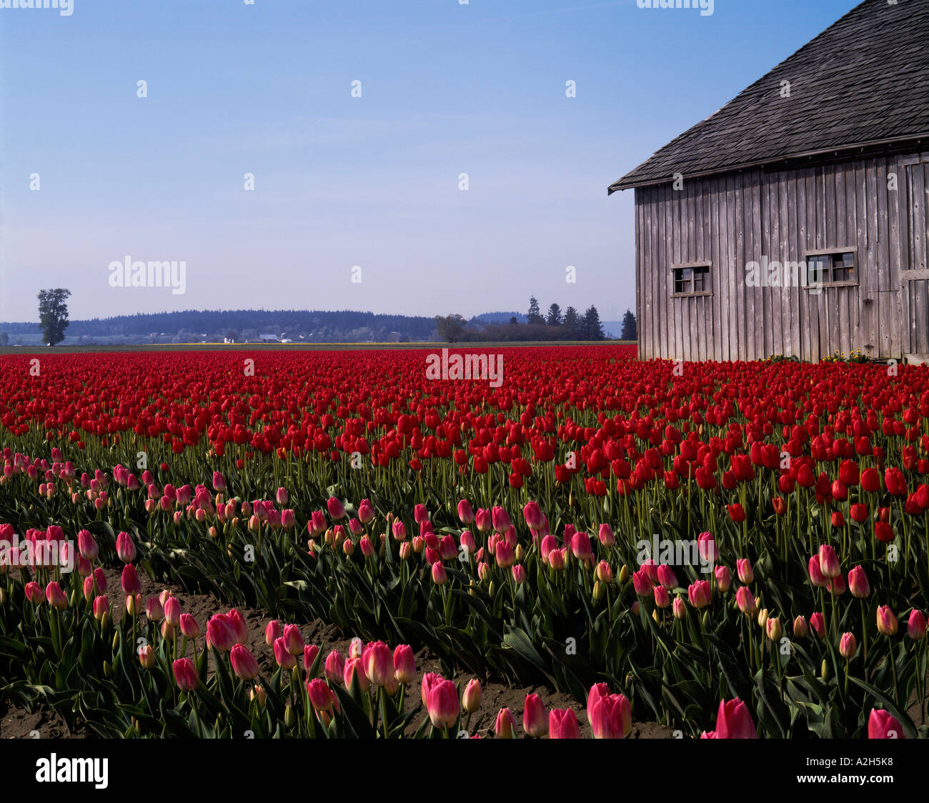 Field Of Red And Pink Tulips With Weathered Barn Skagit Valley