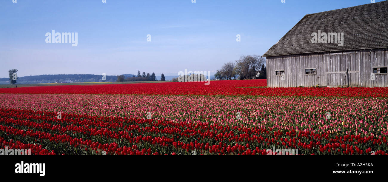Field Of Red And Pink Tulips With Weathered Barn Skagit Valley