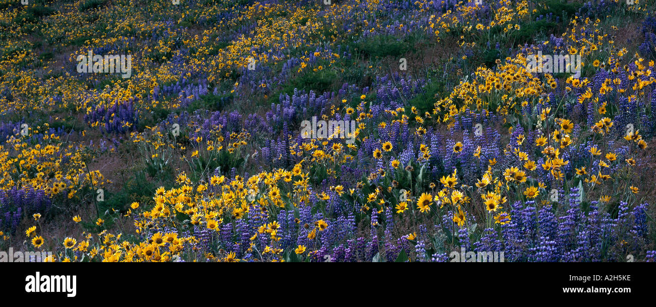 Spring wildflowers Kittitas Valley Cle Elum Washington Stock Photo - Alamy