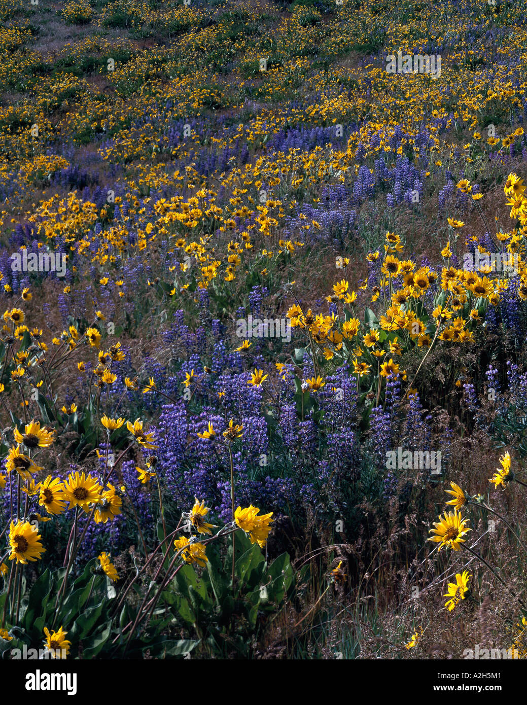 Spring wildflowers Kittitas Valley Cle Elum Washington Stock Photo - Alamy