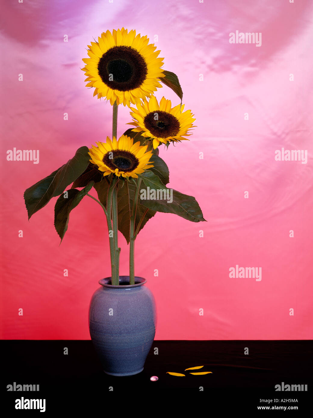 Three yellow sunflowers in purple ceramic vase Stock Photo - Alamy